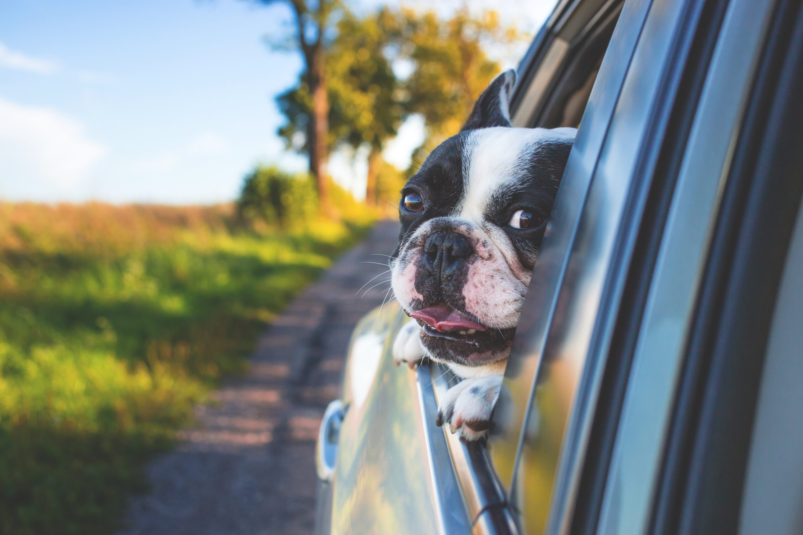 HOW TO GET PET HAIR OFF YOUR CAR SEATS